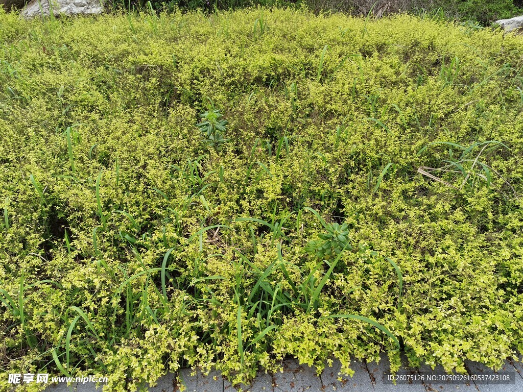 翠绿繁茂的地面植物景观