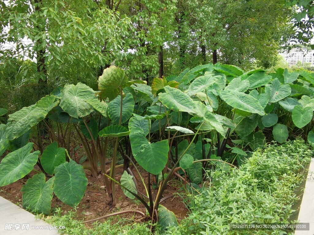 绿叶葱茏的庭院植物景观