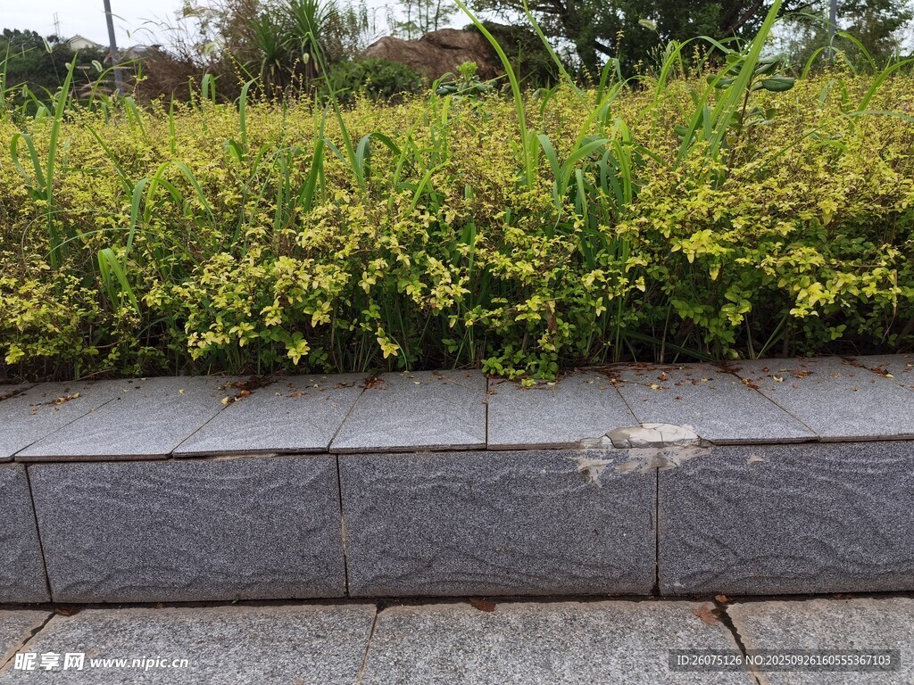 路边绿植景观