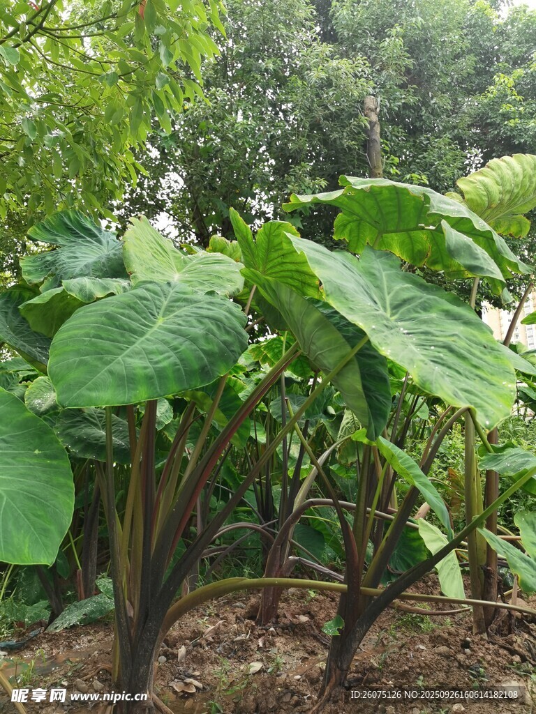绿叶繁茂的芋类植物
