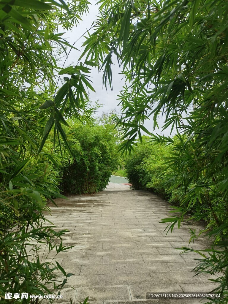 竹林间的石板小径