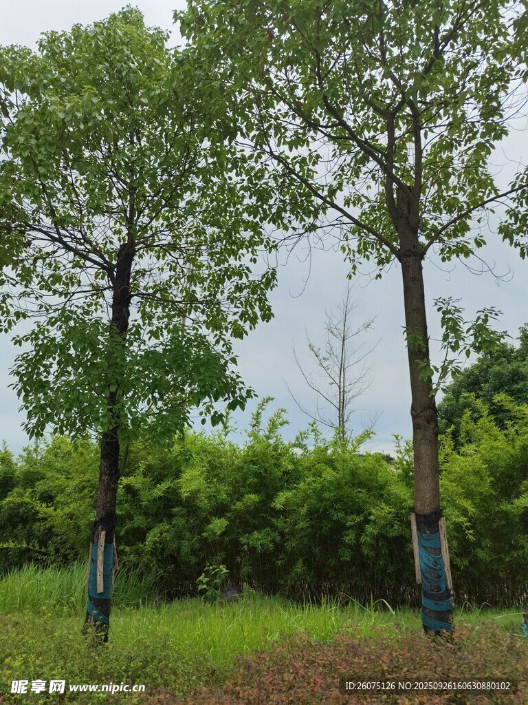 户外挺拔绿树景观