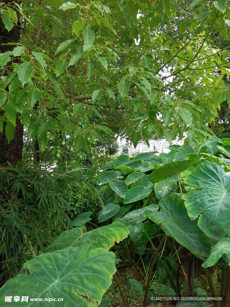 繁茂绿植的自然景致