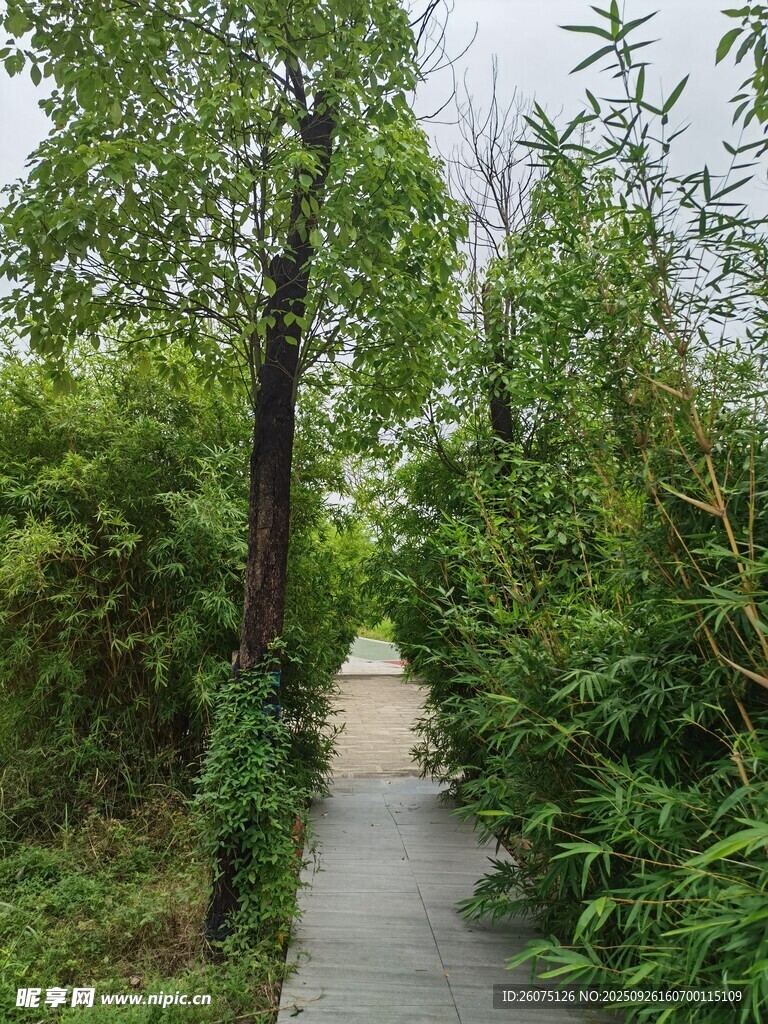 林间幽静小道