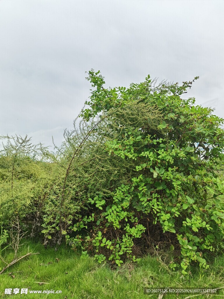野外繁茂绿植景观