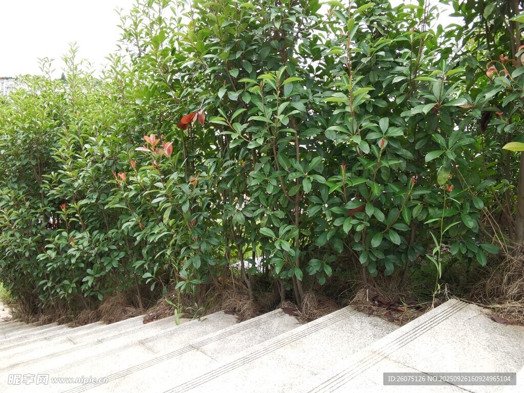 庭院绿植景观
