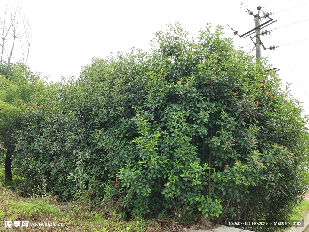 茂密绿植景观