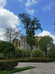城市中绿树环绕的开阔场景
