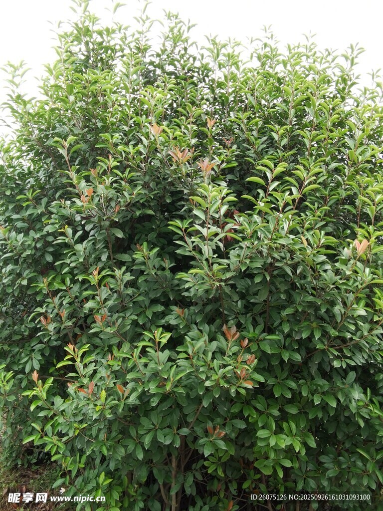 茂盛的绿色灌木丛