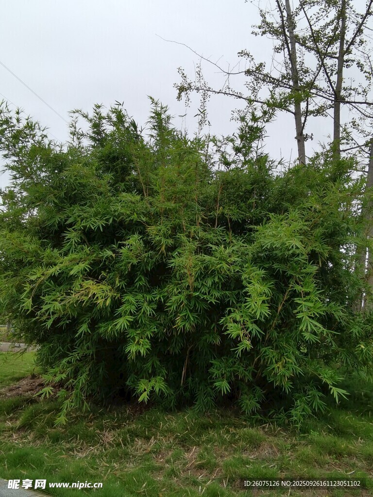 茂盛绿植灌木丛
