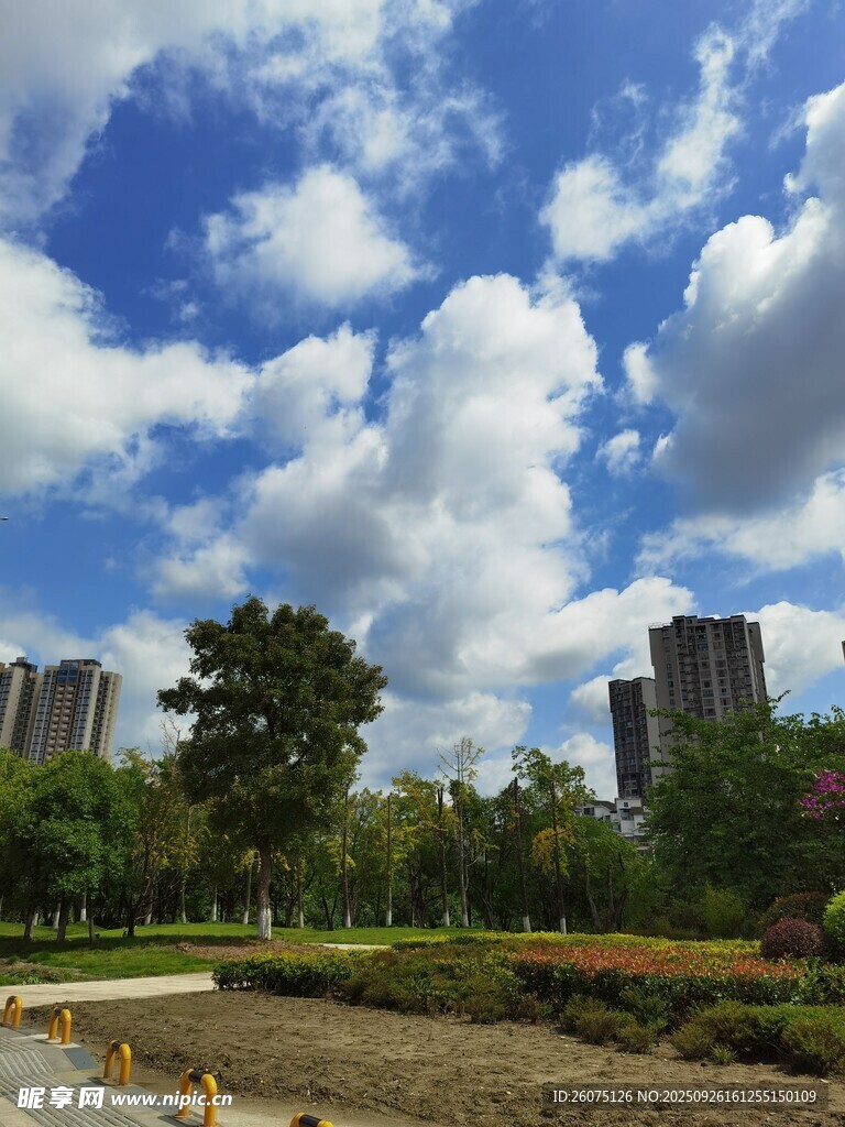 城市中的蓝天绿树景观