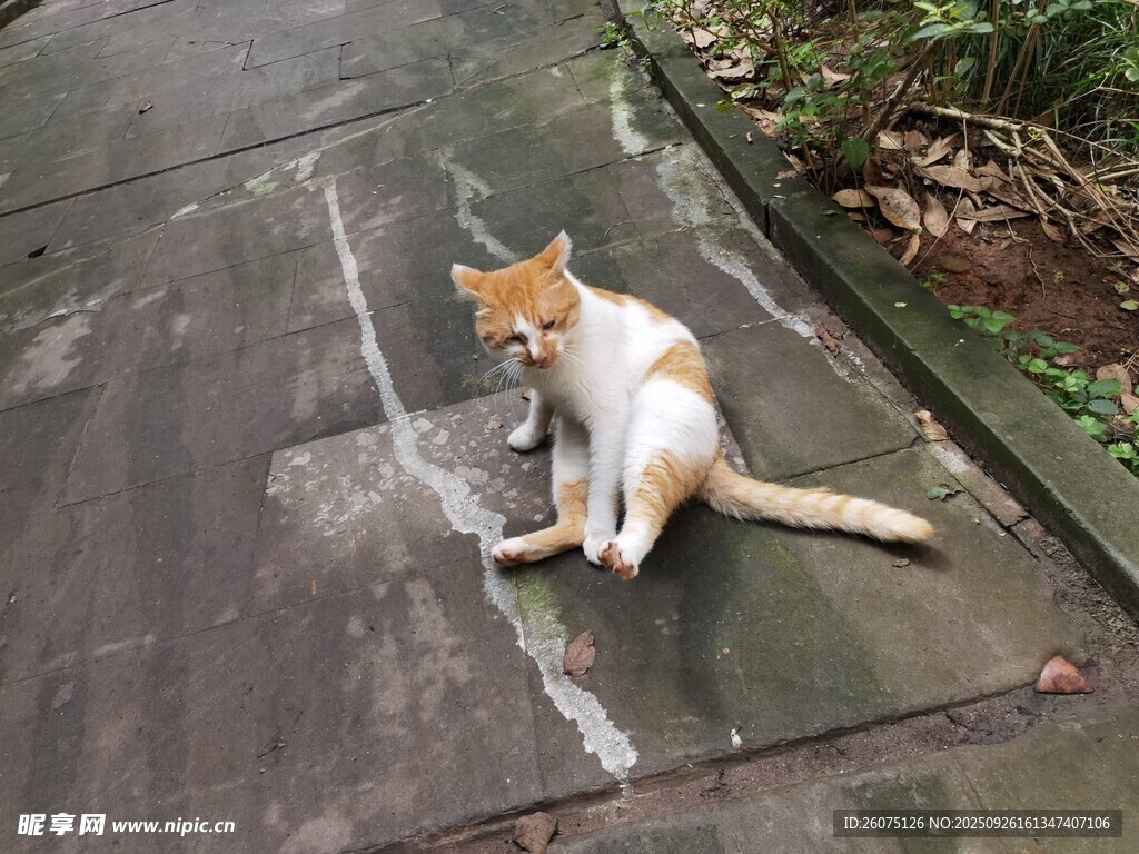 小猫蹲坐石板专注看物