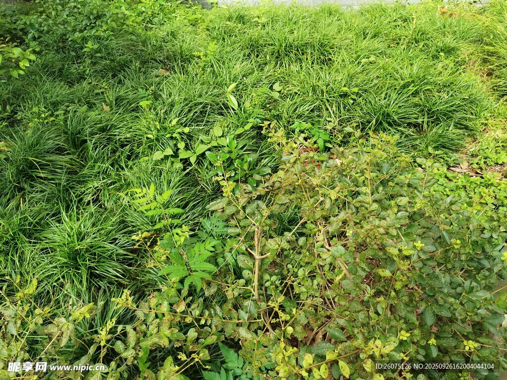 绿意盎然的草地景象