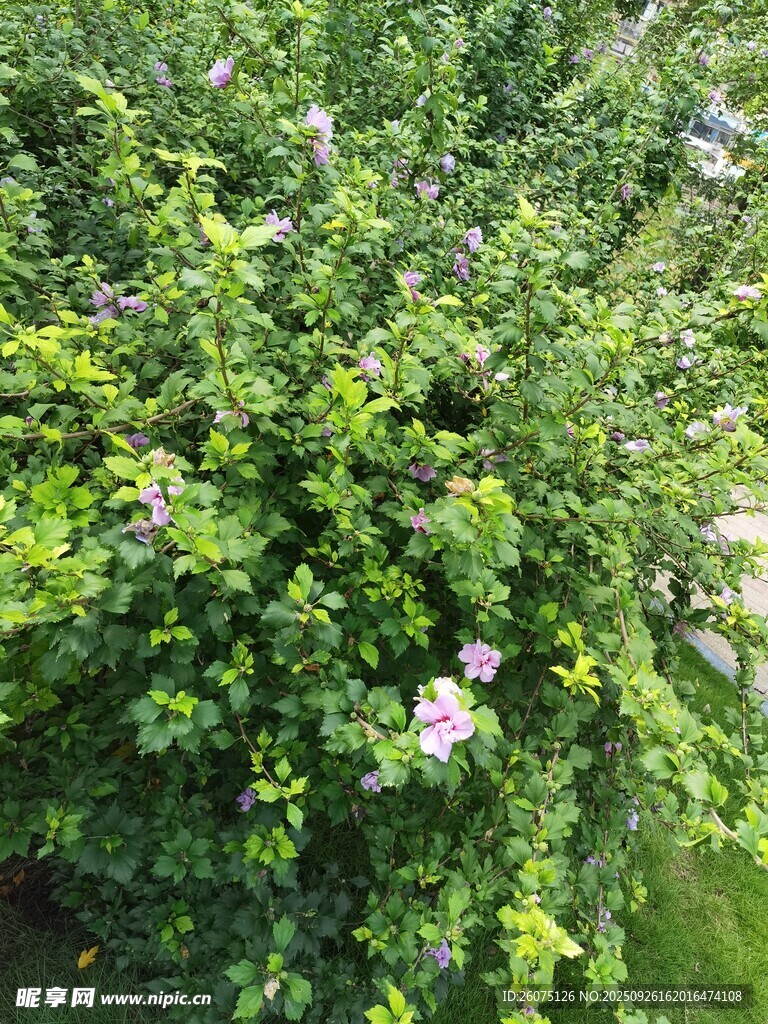 繁茂绿植中的娇艳花朵