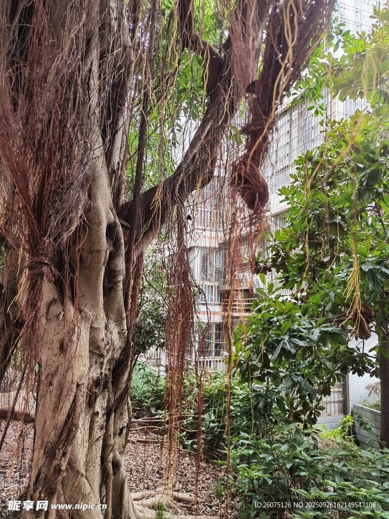 古老大树旁的绿植景致