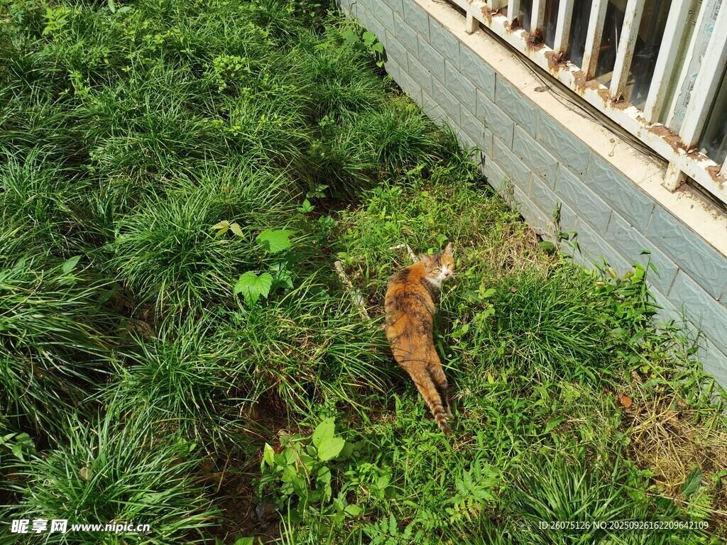 草丛中的猫咪