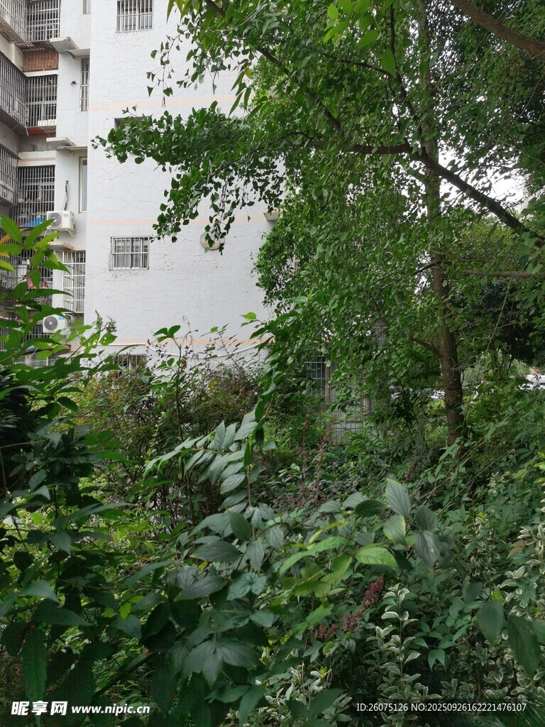 城市中繁茂的绿植景观