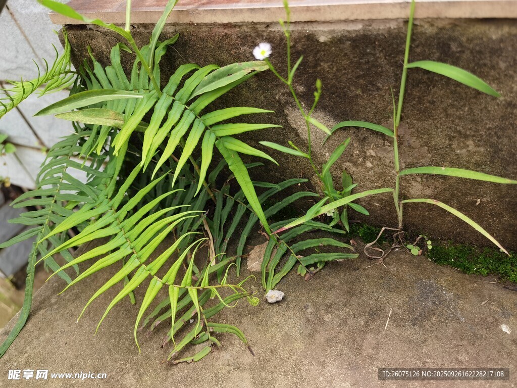 墙边翠绿植物生机勃勃