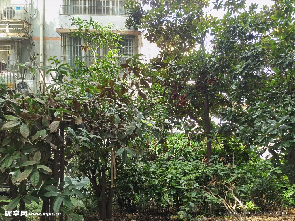 繁茂绿植环绕的建筑一角