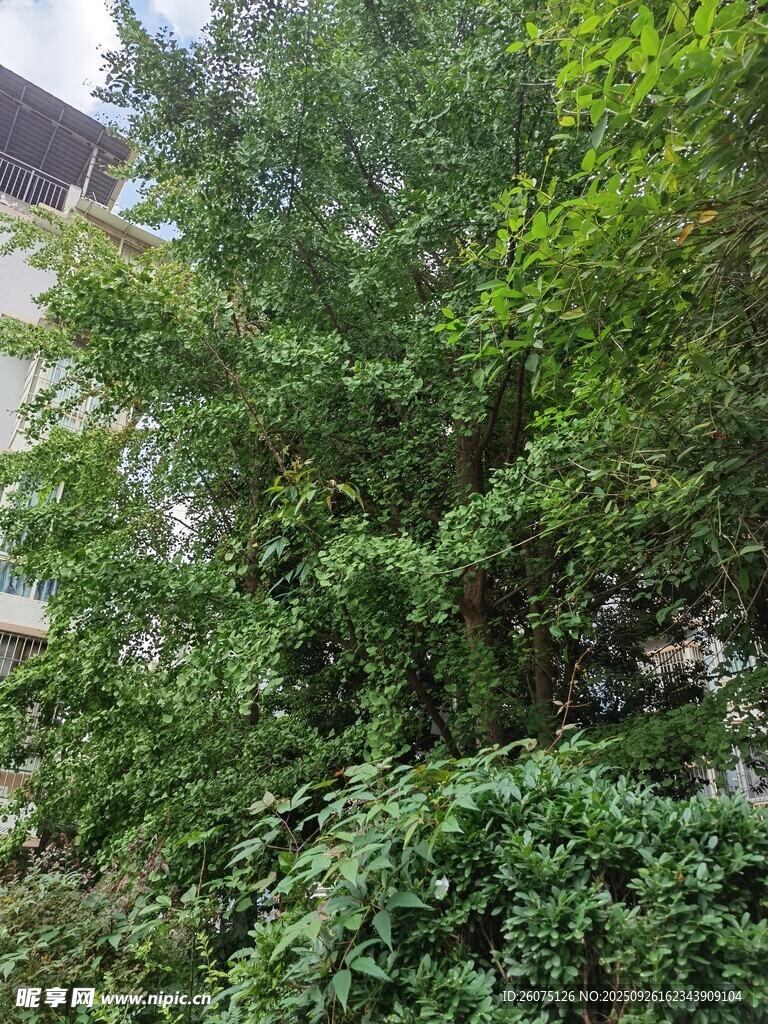 繁茂绿植景观