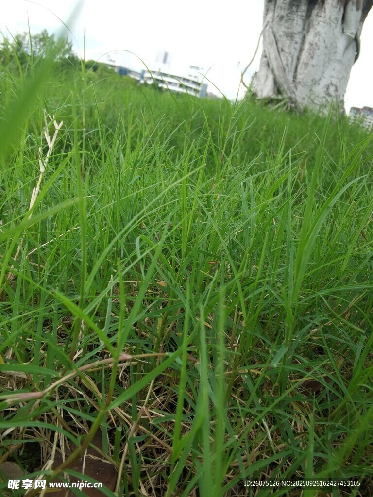 翠绿草地近景