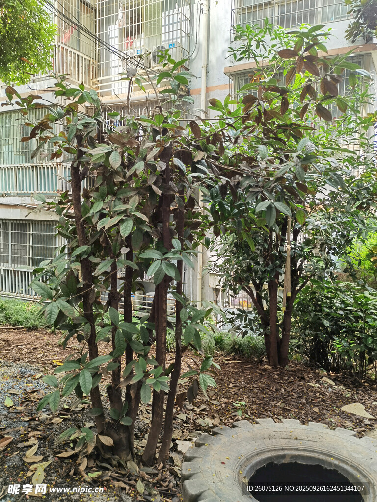 庭院绿植景观