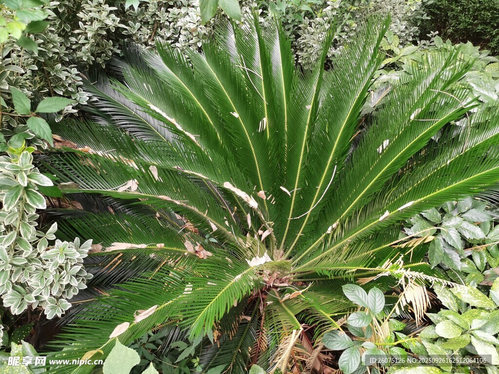 翠绿扇形叶片的独特植物