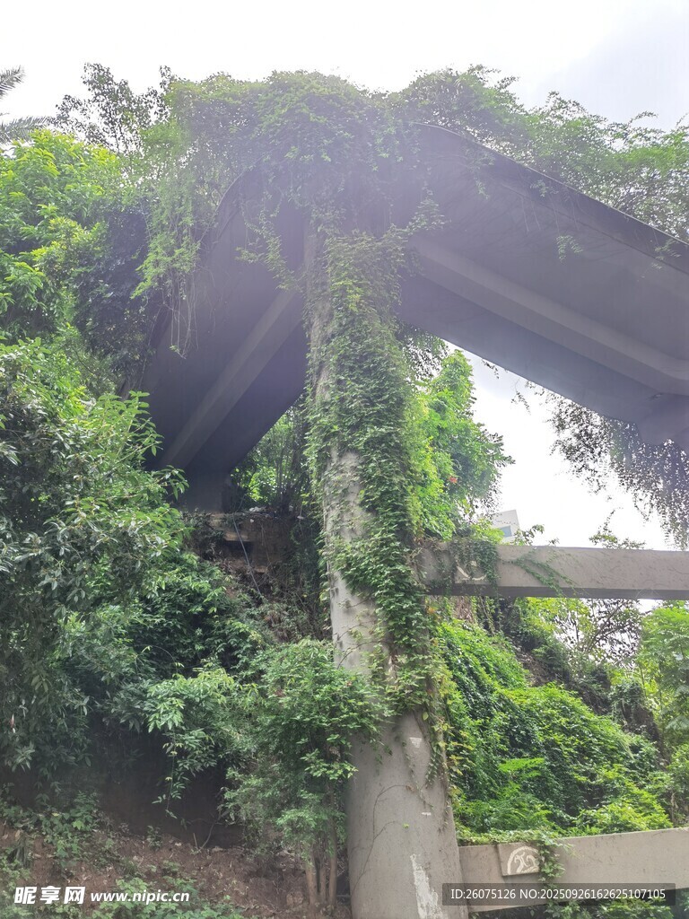 藤蔓覆盖的老旧木质棚架