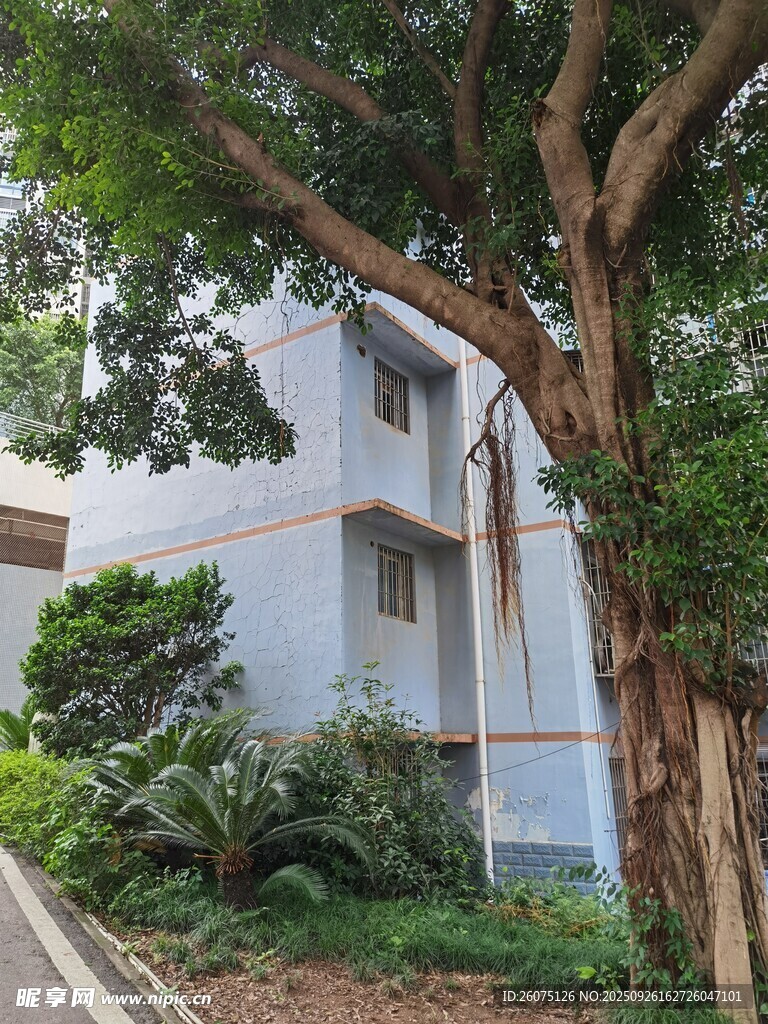 庭院绿树环绕的白色建筑