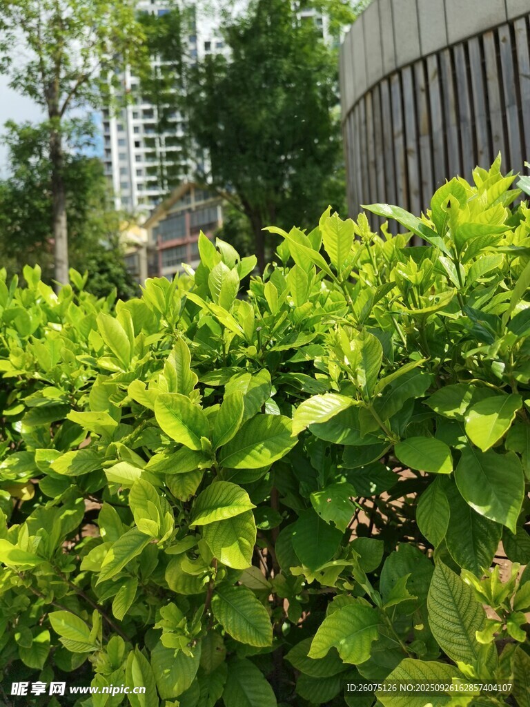 绿叶丛中的瓢虫