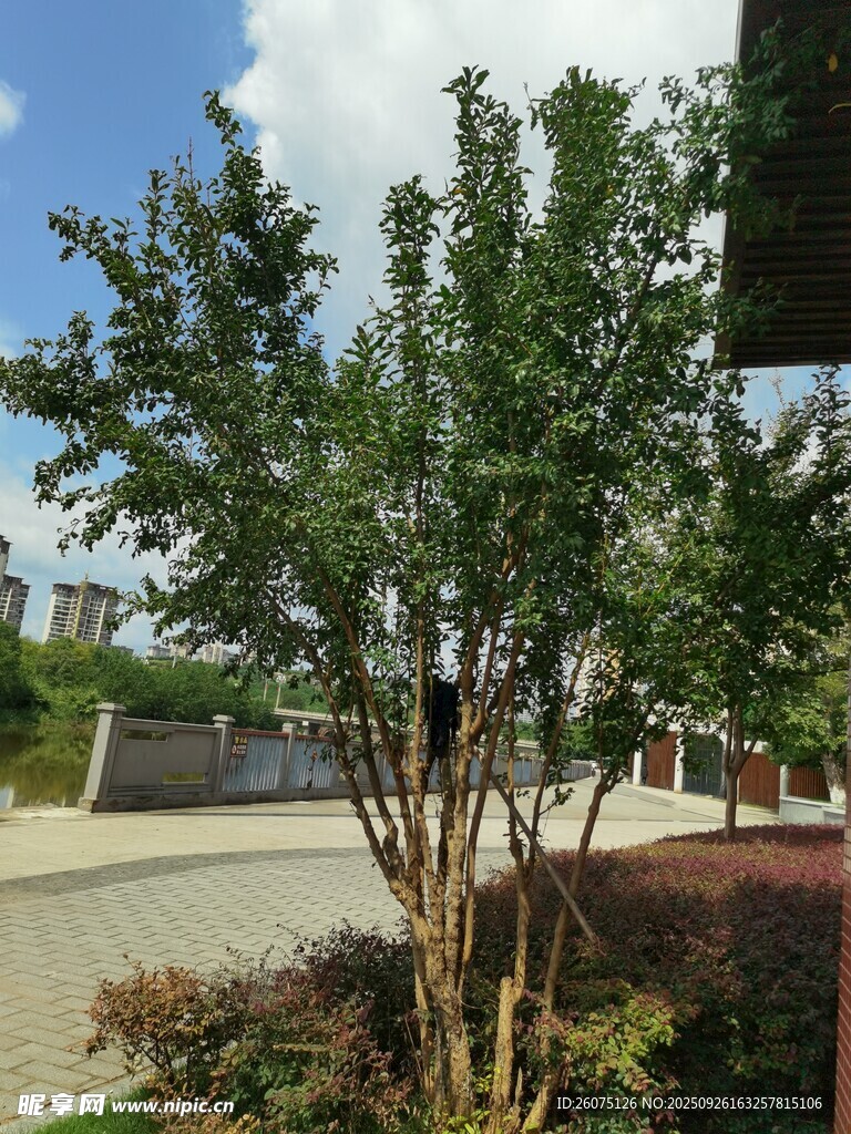 路边绿树景观