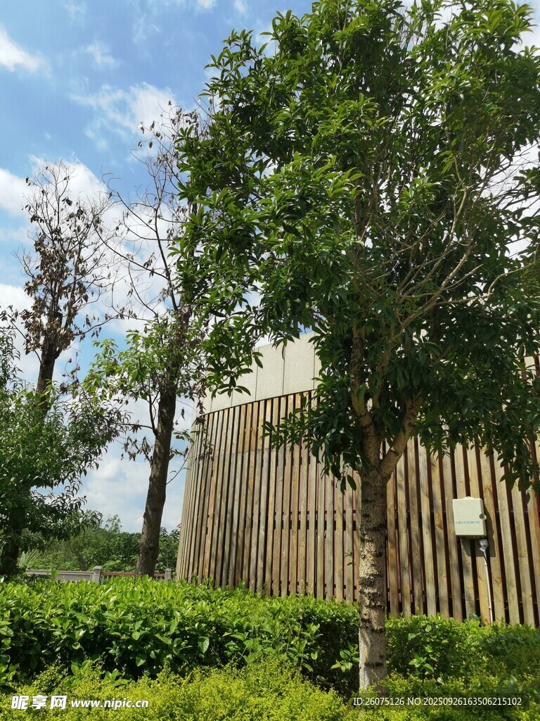 户外绿树环绕的建筑景观