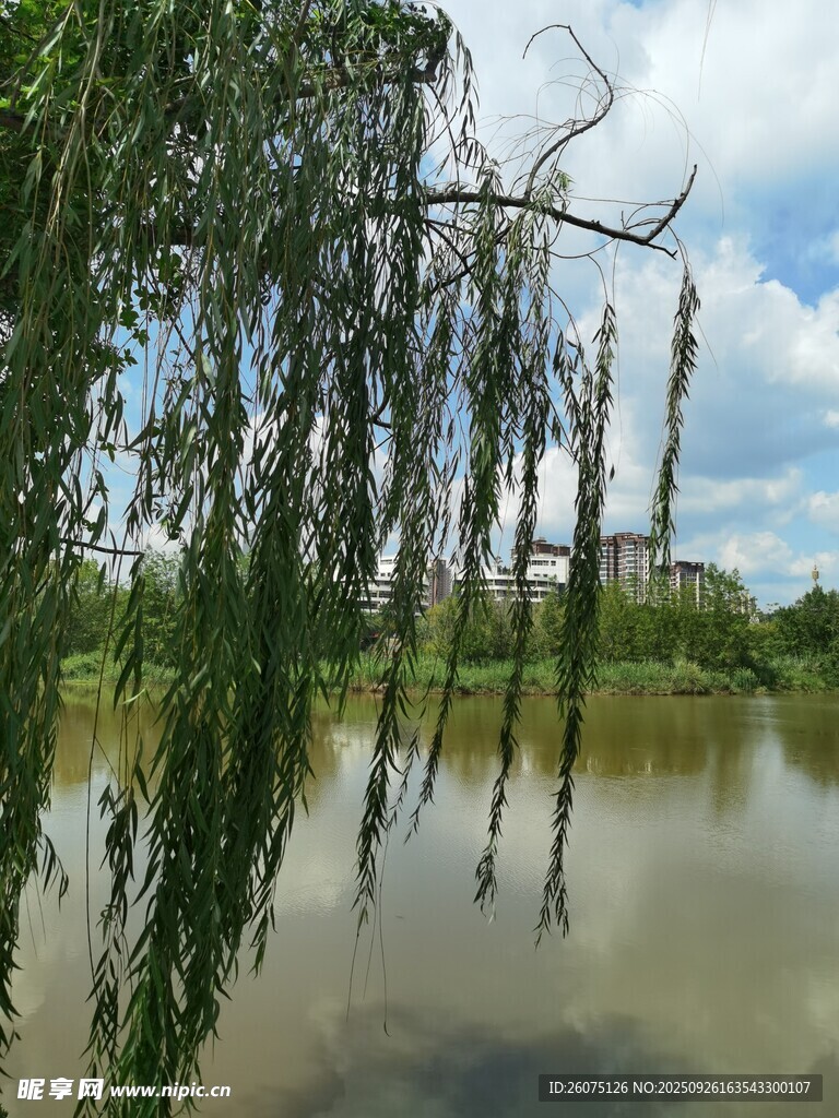 湖畔垂柳映蓝天碧水