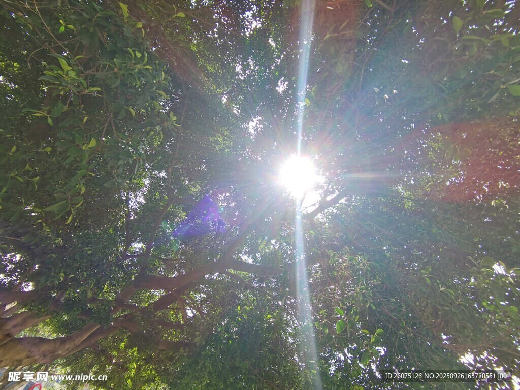 阳光穿透树叶洒下的美景