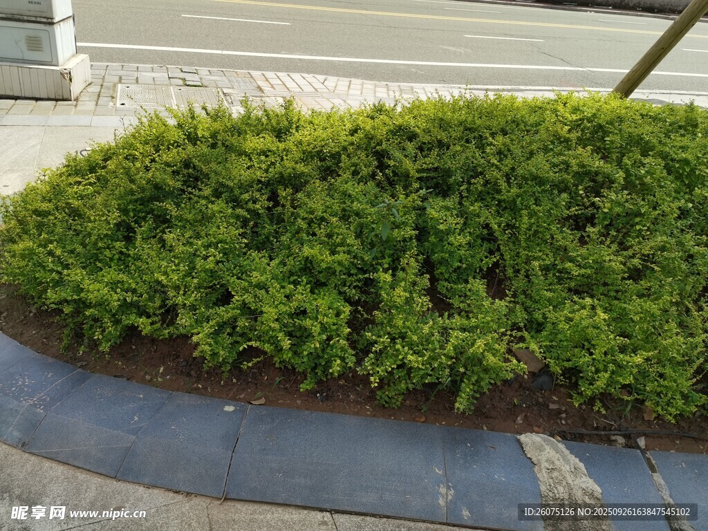 路边绿植景观
