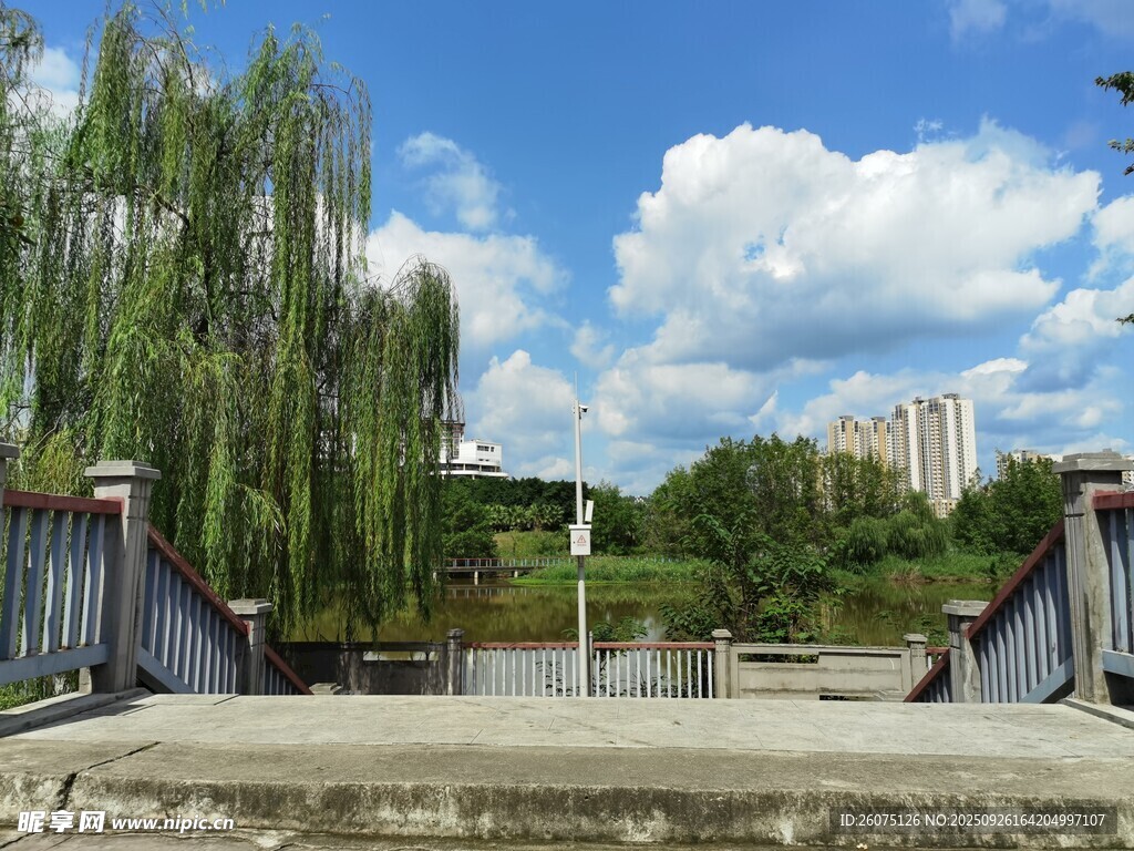 河畔垂柳与远处建筑风景