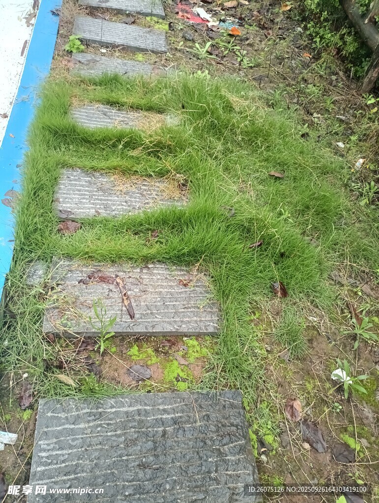 石板小径绿草悄然生长