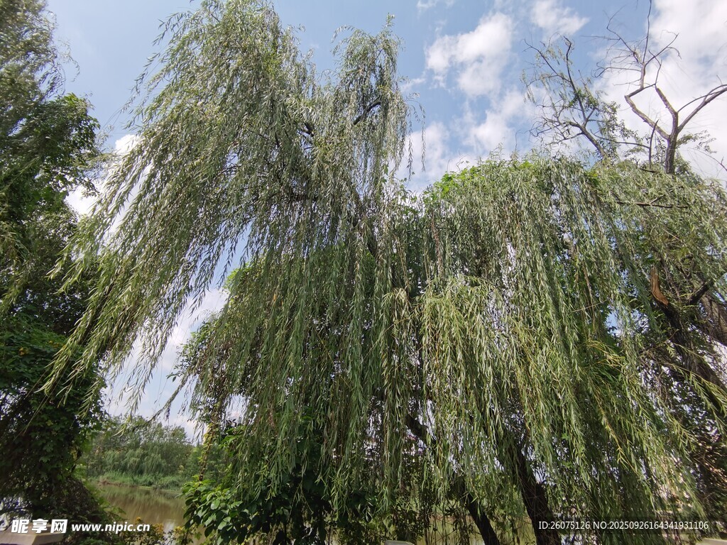 垂柳依依蓝天白云下美景