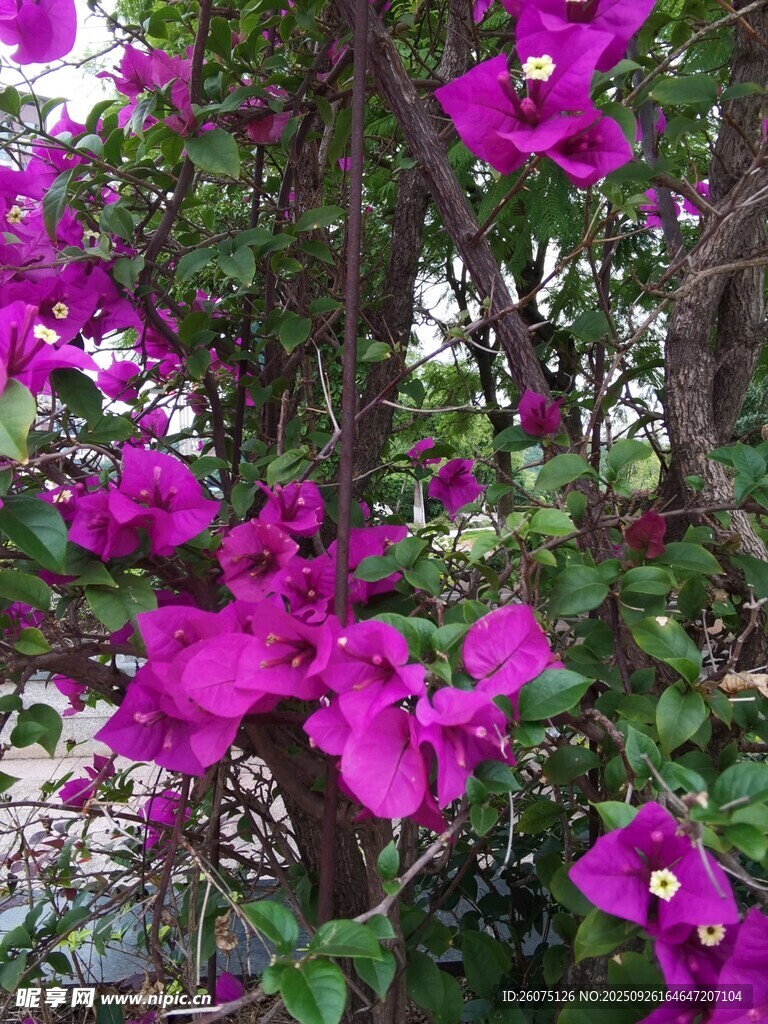 艳丽紫花绽放于枝头