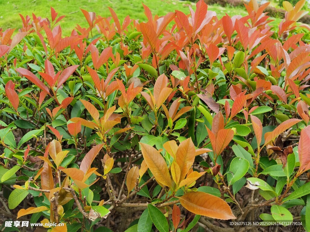 多彩红叶植物景观