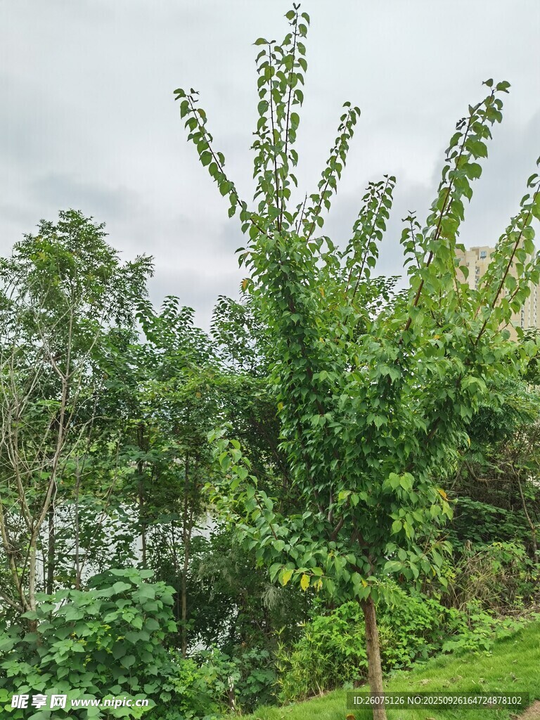 绿意盎然的蓬勃树木