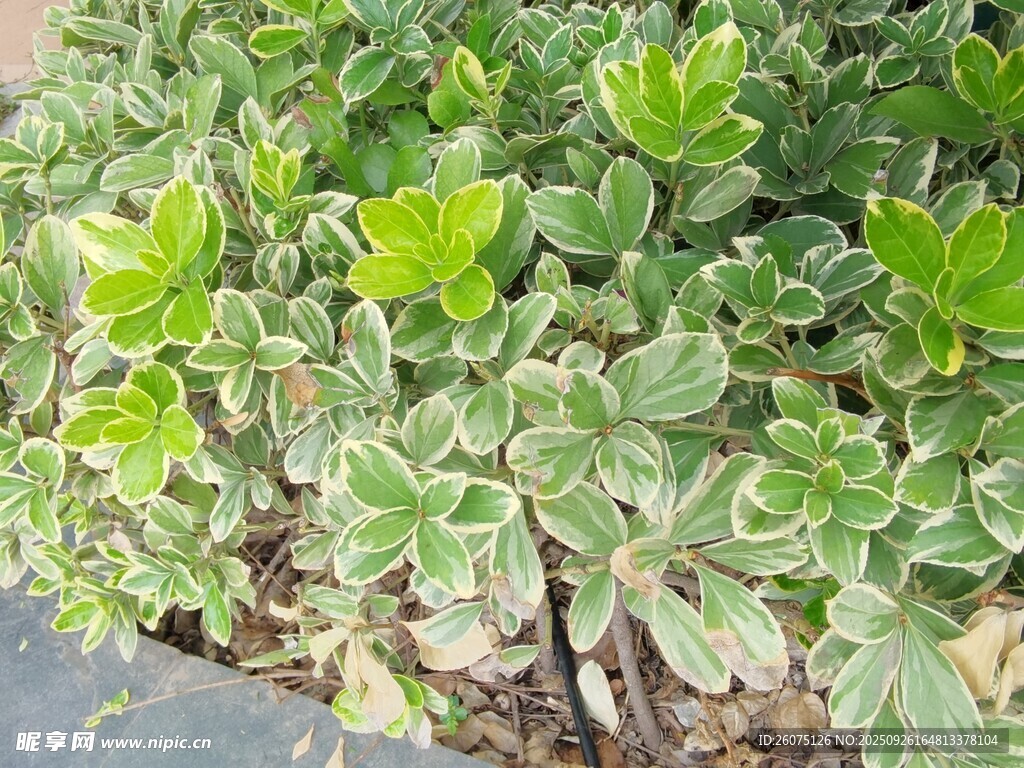 翠绿多肉植物生机盎然