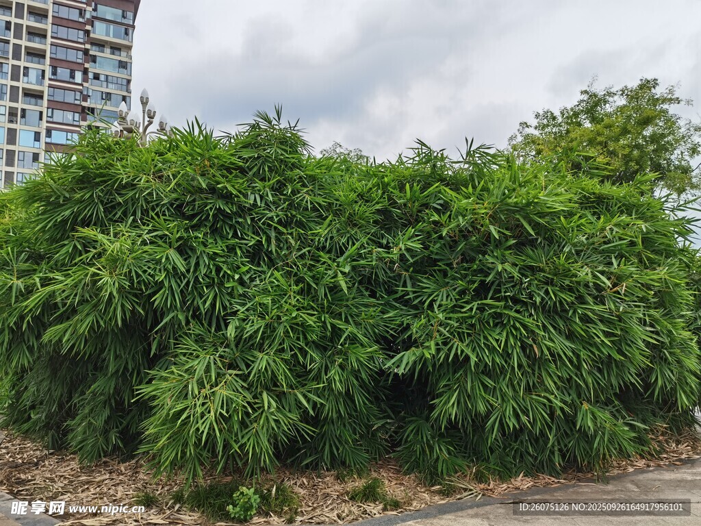 茂盛绿植城市中的一抹绿