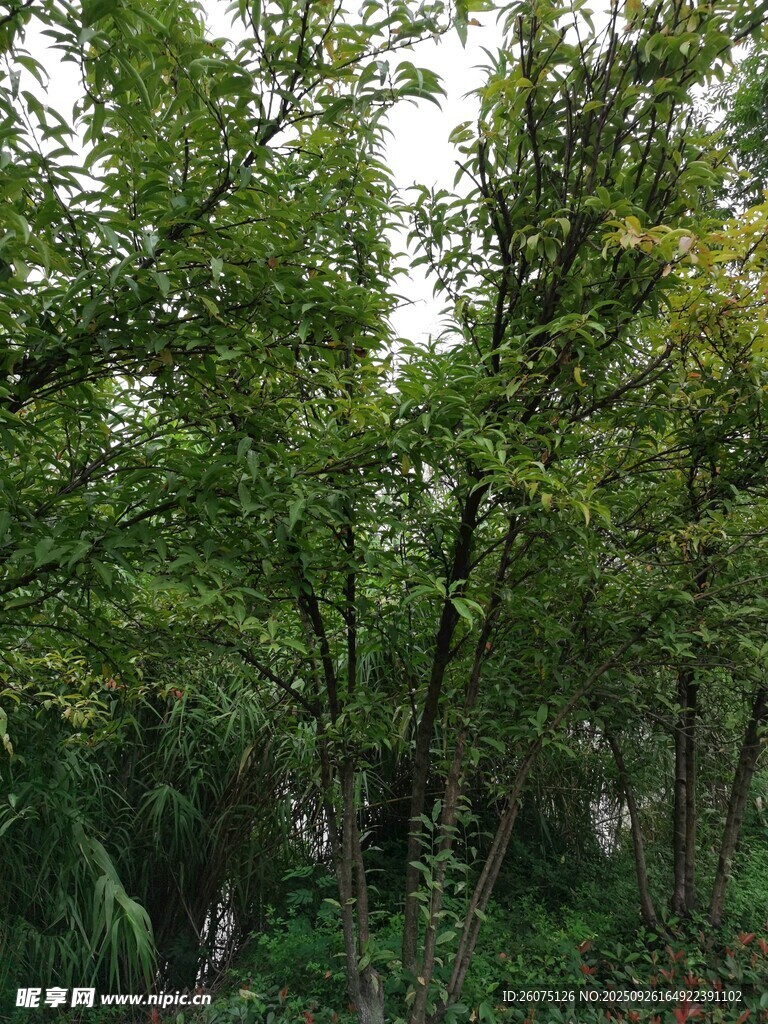 茂密树林绿意盎然