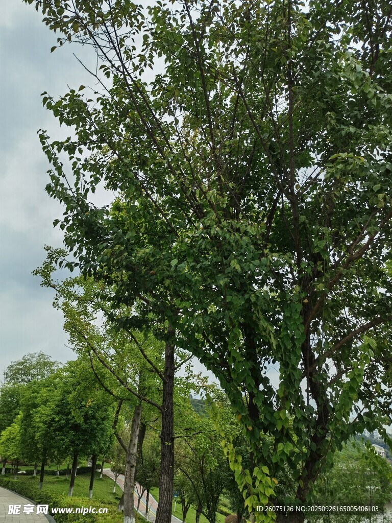 路边绿树成荫的自然景象