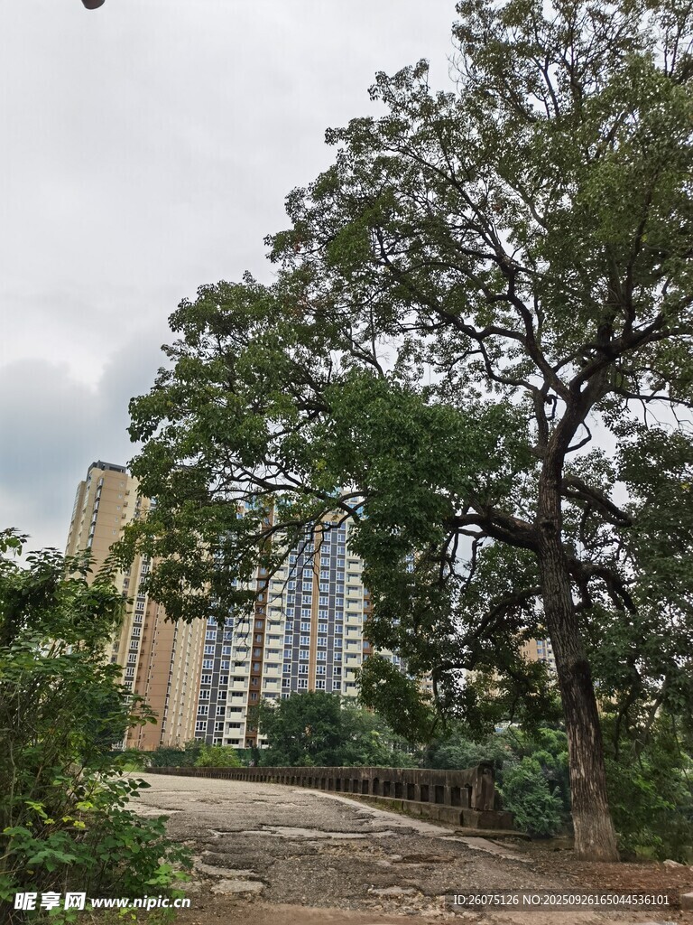 城市中蜿蜒小路旁的绿树