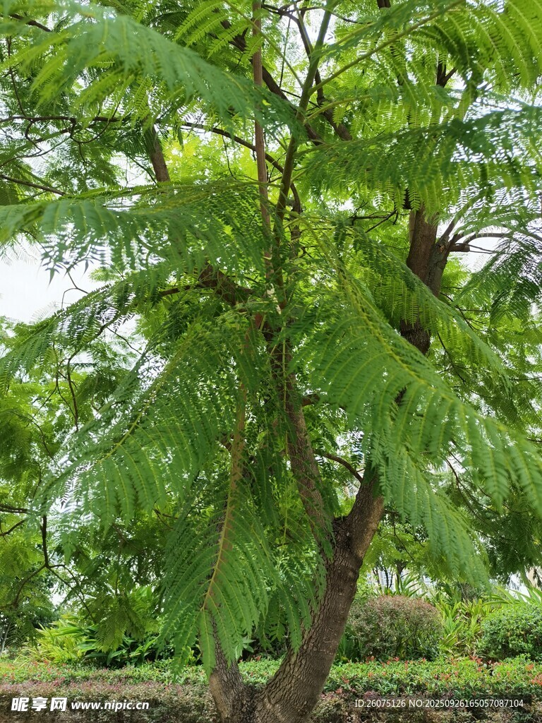 茂盛的绿树