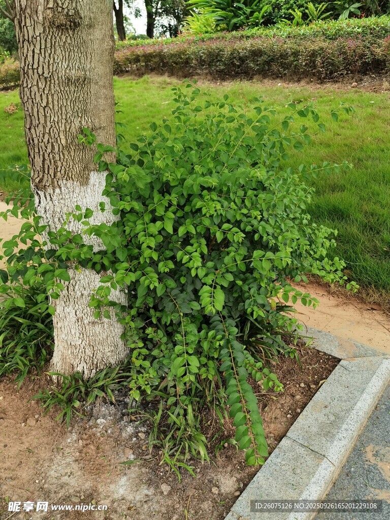 树下绿植景观