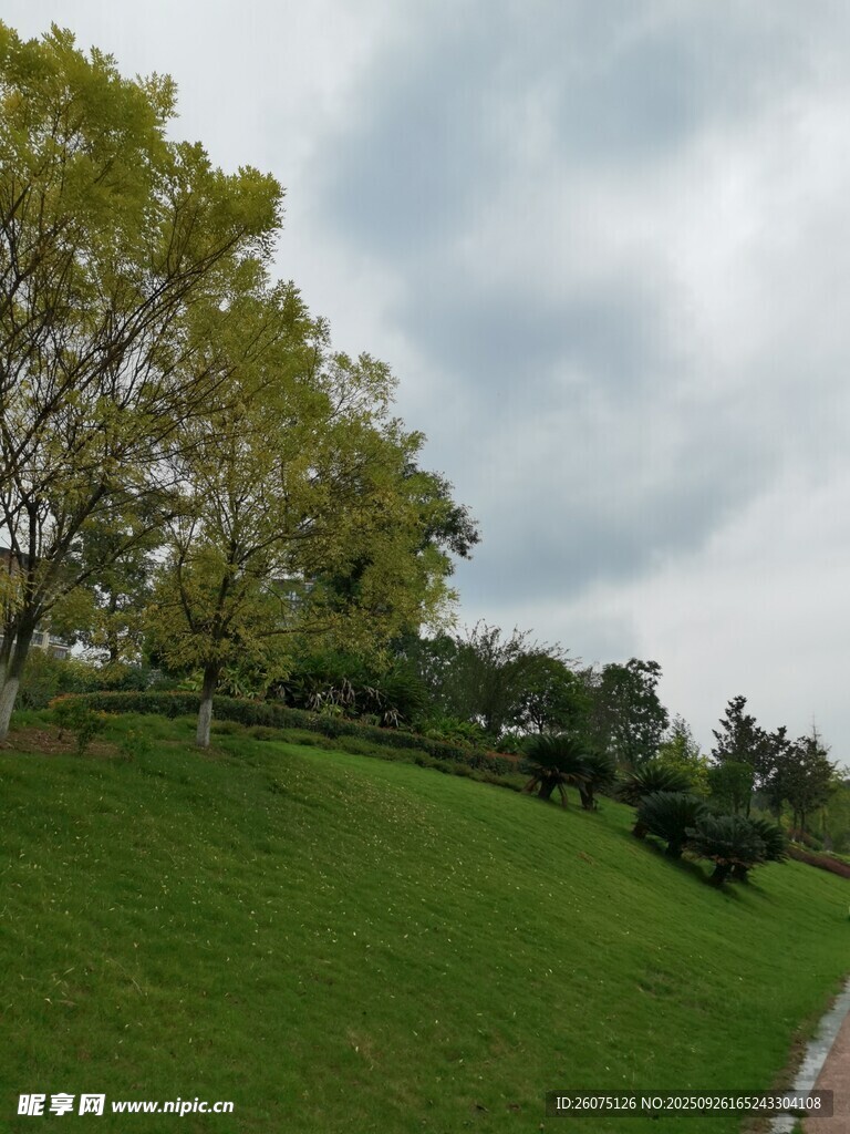 绿意盎然的户外草地风景