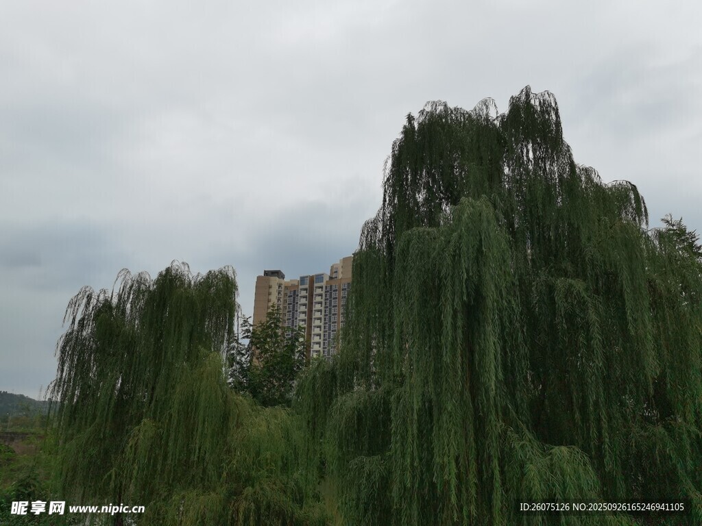 垂柳旁的高楼与阴沉天空